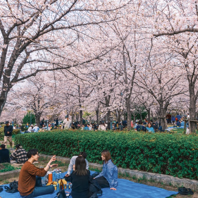 Hanami l&agrave; truyền thống văn h&oacute;a của người Nhật Bản mỗi m&ugrave;a hoa anh đ&agrave;o