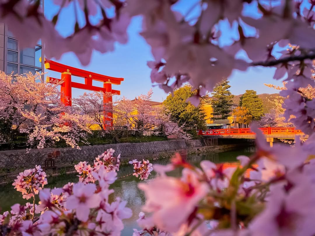 Hoa anh đ&agrave;o nở rực rỡ ở Đền Heian, Kyoto (Ảnh: @_kaung_khant_zaw_)