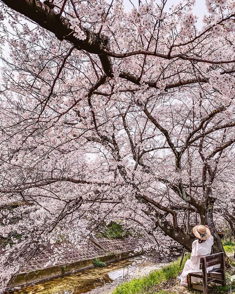 Khung cảnh b&igrave;nh y&ecirc;n trong m&ugrave;a hoa anh đ&agrave;o Nhật Bản tại Con đường Philosopher, Kyoto (Ảnh: @yukicolifecom)