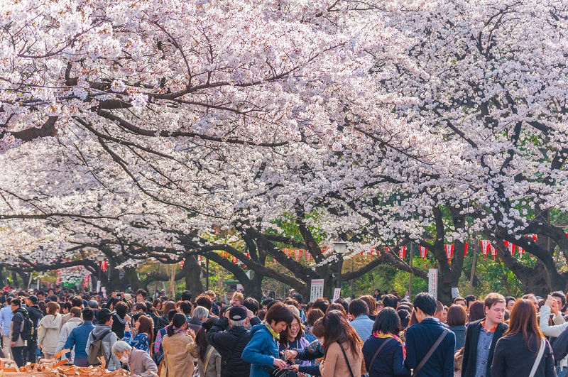 Lễ hội hoa anh đ&agrave;o Nhật Bản Ueno Sakura (Tokyo) thu h&uacute;t đ&ocirc;ng đảo kh&aacute;ch tham quan