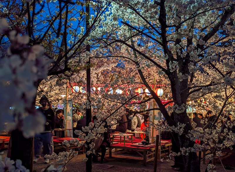 Lễ hội Maruyama Hanami ở Kyoto vẫn nhộn nhịp khi đ&atilde; l&ecirc;n đ&egrave;n