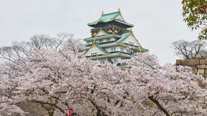 Lễ hội Osaka Castle Sakura ấn tượng với hơn 3.000 c&acirc;y hoa anh đ&agrave;o khoe sắc rực rỡ