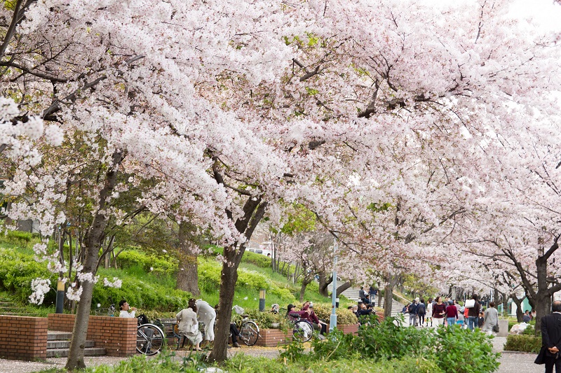 Ngắm hoa anh đ&agrave;o tại C&ocirc;ng vi&ecirc;n Kema Sakuranomiya, Osaka