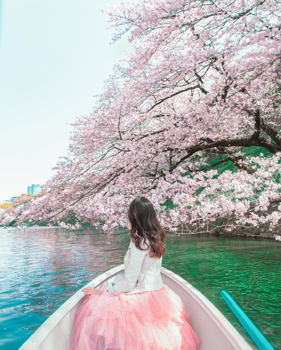 Trải nghiệm đi thuyền ngắm hoa anh đ&agrave;o ở Chidorigafuchi (Ảnh: @kyoko1903)