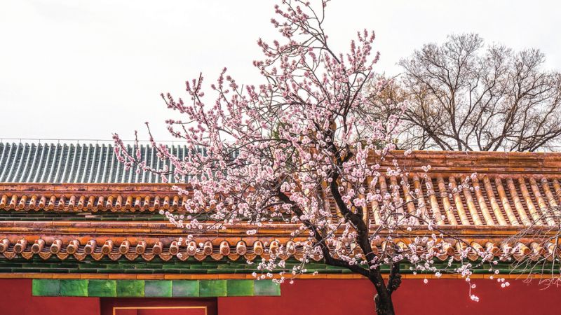 Hoa anh đào khoe sắc trong mùa xuân Bắc Kinh
