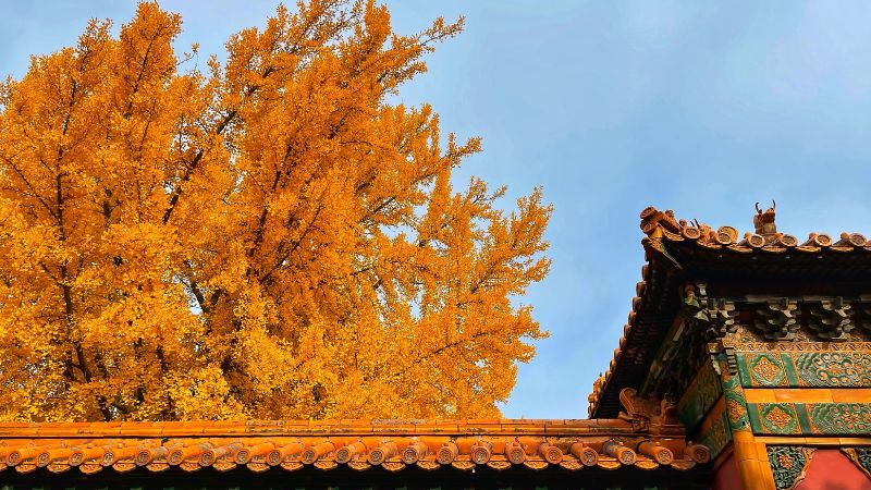 Mùa thu là thời điểm lý tưởng để du lịch Bắc Kinh