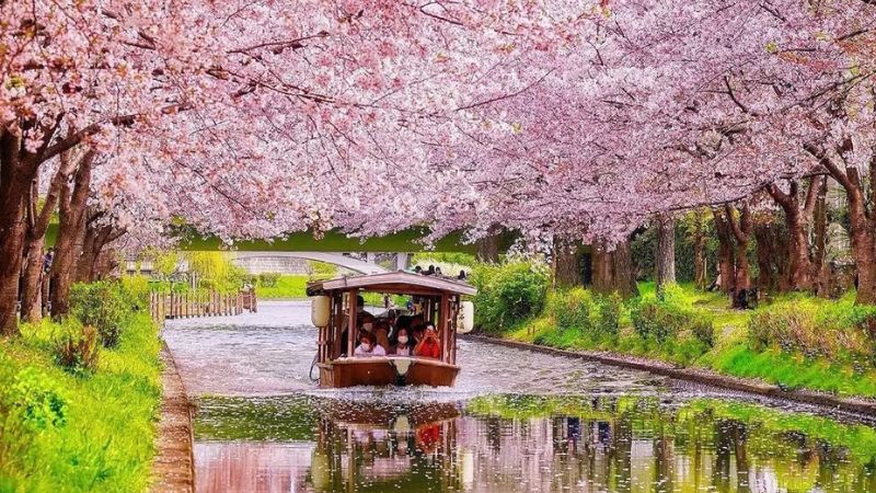 Kansai tr&agrave;n ngập sắc hoa anh đ&agrave;o m&ugrave;a xu&acirc;n