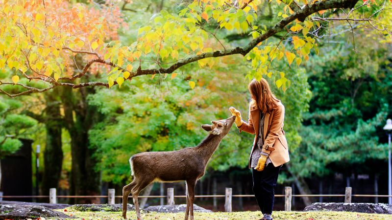 Nara l&agrave; th&agrave;nh phố nổi tiếng với những ch&uacute; hươu dễ thương