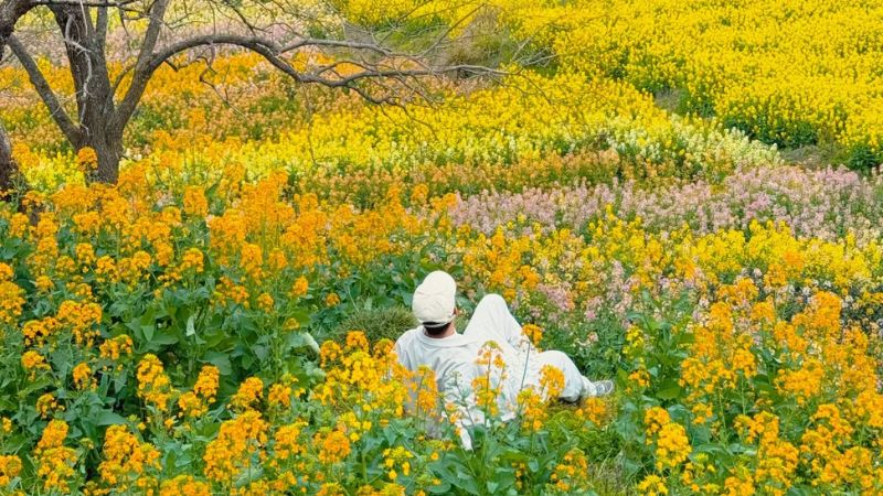 Giang Tây mùa xuân ngập sắp hoa cải vàng