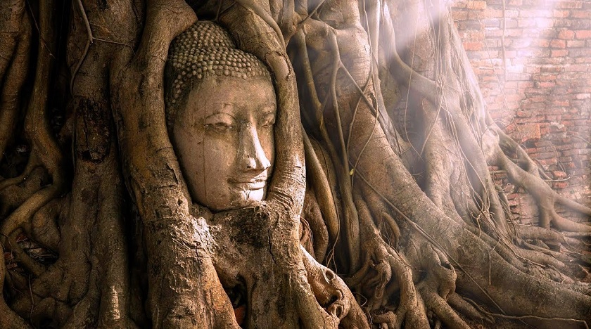 Tượng đầu Phật trong rễ cây cổ thụ ở chùa Wat Mahathat tại Thái