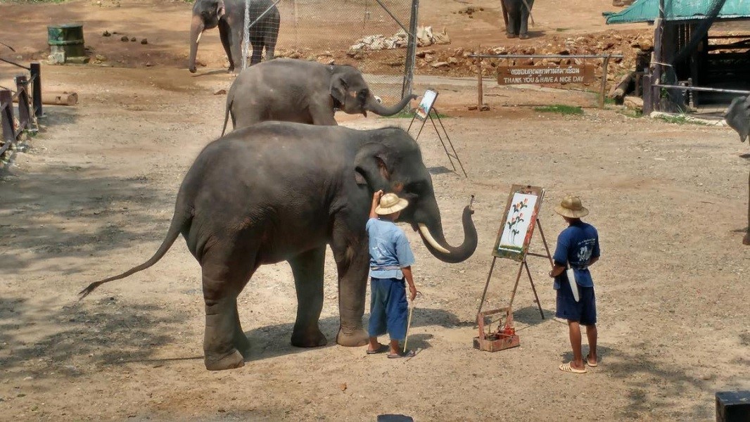 Trại voi Mae Sa Elephant Camp là địa điểm hấp dẫn du khách ở Chiang-mai