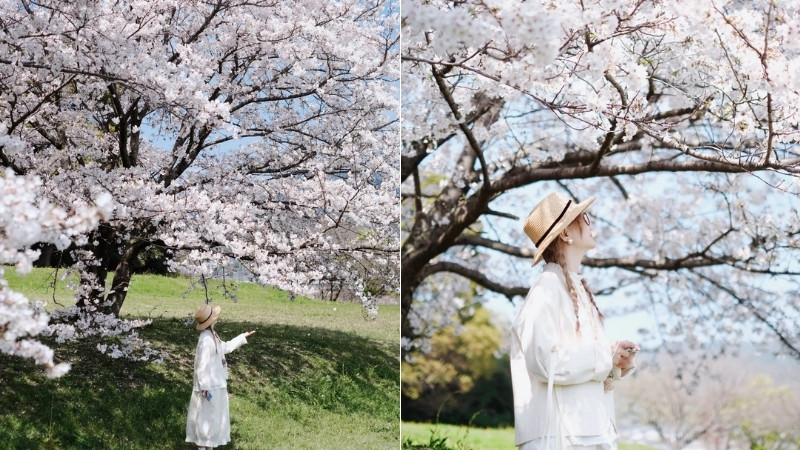 Chi&ecirc;m ngưỡng hoa anh đ&agrave;o rực rỡ v&agrave;o m&ugrave;a xu&acirc;n ở Fukuoka