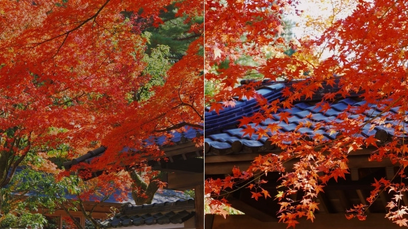 M&ecirc; mẩn cảnh sắc m&ugrave;a thu l&aacute; đỏ ở Fukuoka