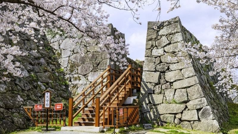 Ngắm hoa anh đảo ở Fukuoka Castle Ruins