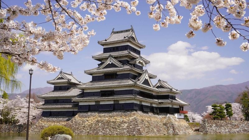 Hoa anh đào nở rực rỡ tại lâu đài Matsumoto