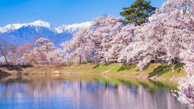 Ngắm hoa anh đào khi du lịch Nagano Nhật Bản