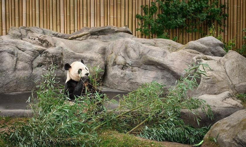 Du lịch Thành Đô Trung Quốc nhất định phải ghé đến khu bảo tồn gấu trúc