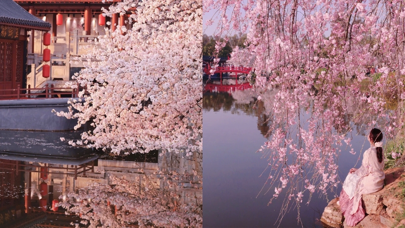 Cảnh sắc mùa xuân đẹp rung động ở Vũ Hán (Ảnh: XHS@爱旅行的蹬蹬麻麻)