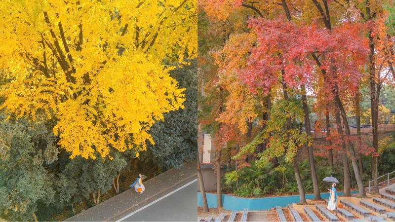 Check in sắc thu rực rỡ ở Vũ Hán (Ảnh: XHS@爱折腾的婧儿)