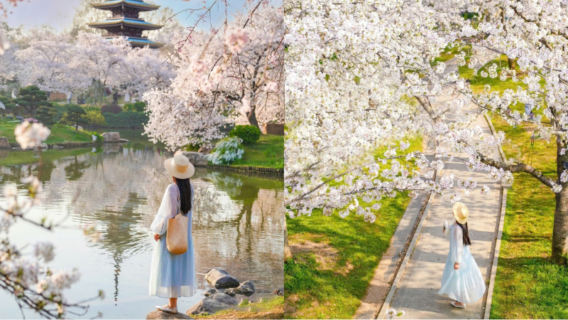 Mùa hoa anh đào tuyệt sắc tại East Lake