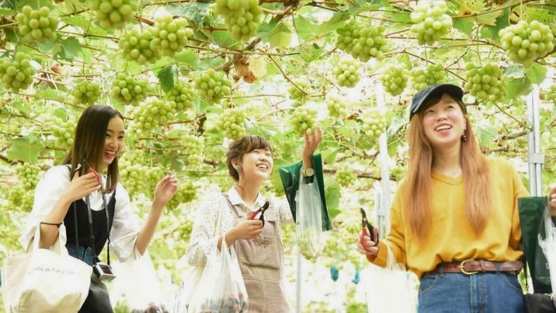 Ghé thăm thiên đường trái cây suất 4 mùa tại Yamanashi