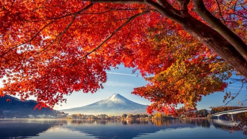Săn lá đỏ quanh hồ Kawaguchiko đầy lãng mạn