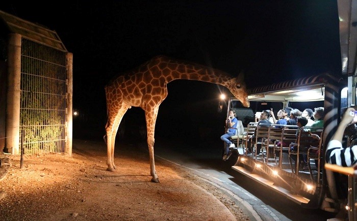 Đến với vườn Thú Đêm Night Safari, du khách sẽ có cơ hội tiếp xúc trực tiếp với các loài động vật hoang dã