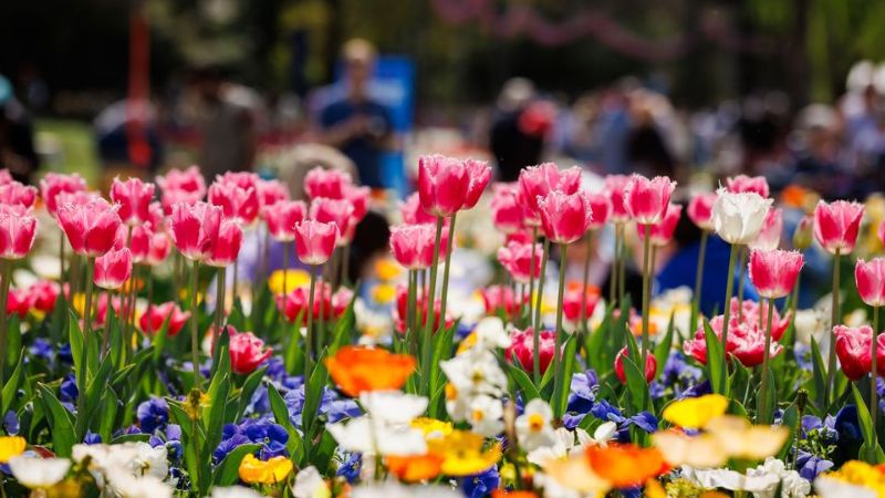 Lễ hội hoa Floriade mở cửa miễn phí đón du khách