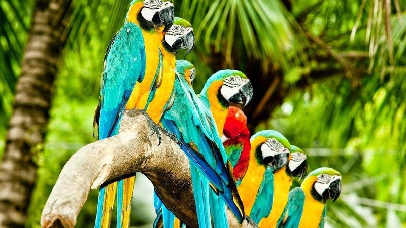 Dàn đồng ca vẹt cất lời chào khán giả, vườn chim Jurong Singapore
