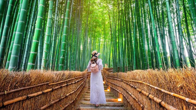 Rừng tre Arashiyama thu hút đông đảo du khách