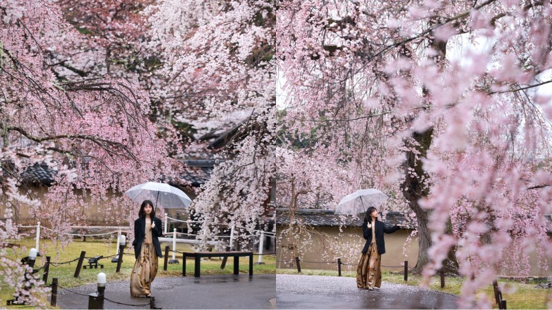 Check in hoa anh đ&agrave;o m&ugrave;a xu&acirc;n đẹp n&ecirc;n thơ ở Kyoto