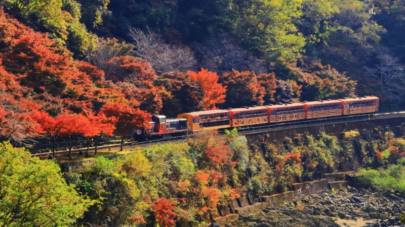 Đi t&agrave;u ngắm cảnh Sagano Romantic Train chi&ecirc;m ngưỡng m&ugrave;a thu rực đỏ ở Kyoto