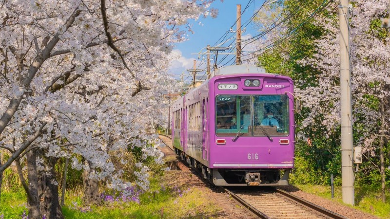Thời tiết Kyoto th&aacute;ng 4 l&agrave; đẹp nhất để ngắm hoa anh đ&agrave;o