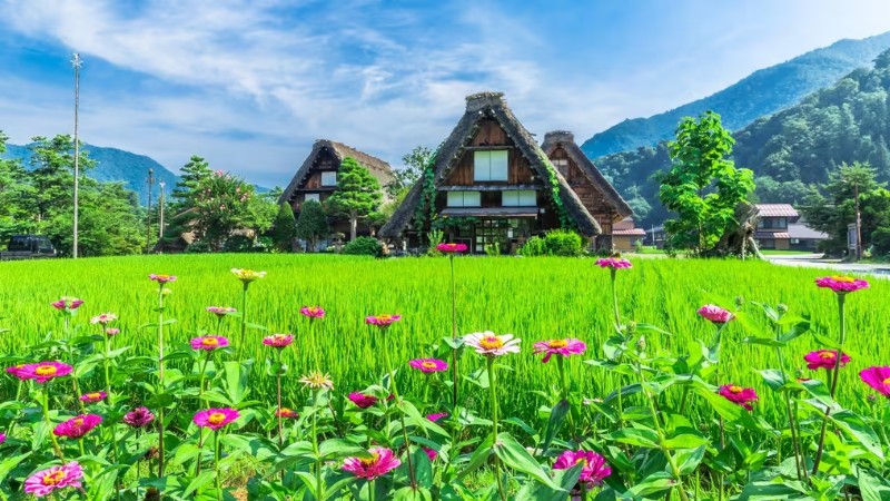Cảnh quan tươi m&aacute;t, tr&ugrave; ph&uacute; ở Shirakawago m&ugrave;a h&egrave;