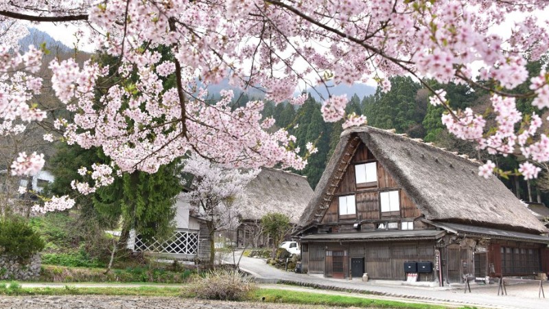 Khung cảnh m&ugrave;a xu&acirc;n thơ mộng ở Shirakawago