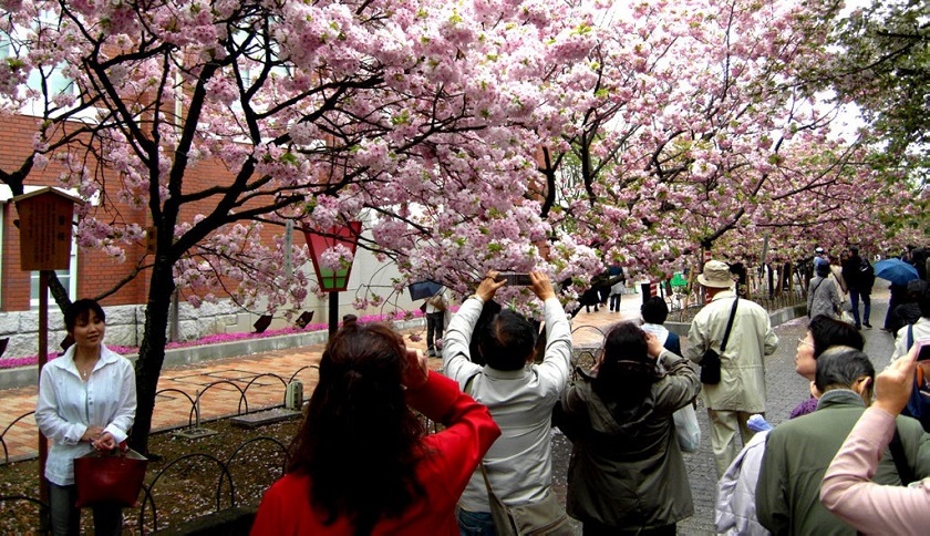 Lễ hội hoa anh đào Hanami Nhật Bản