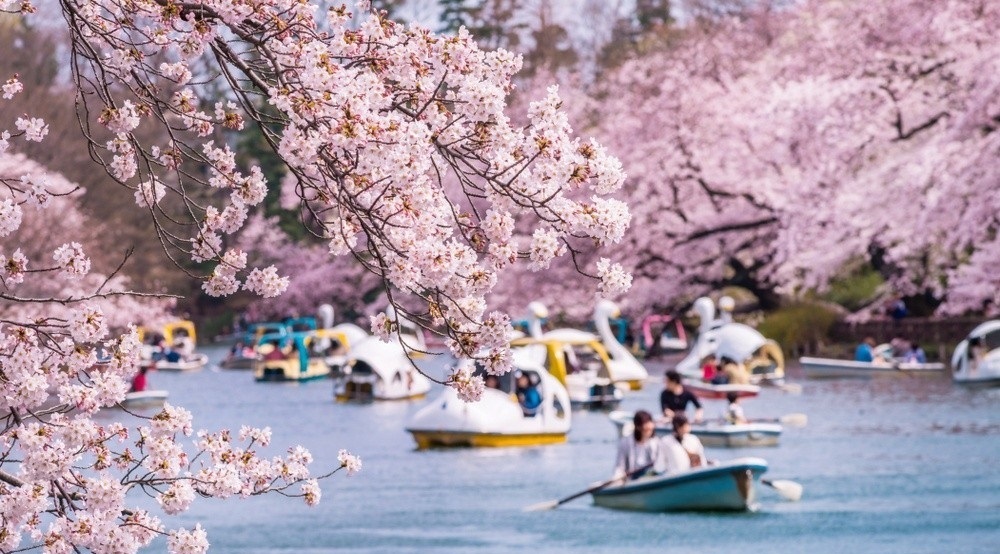 Lễ hội hoa anh đào Hanami (Nhật Bản) có gì thú vị? - BestPrice - BestPrice