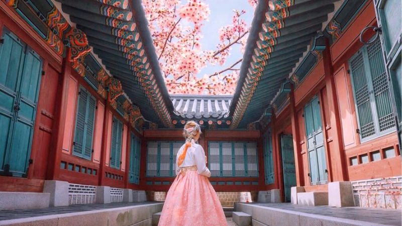 Cung điện Gyeongbokgung mùa hoa anh đào