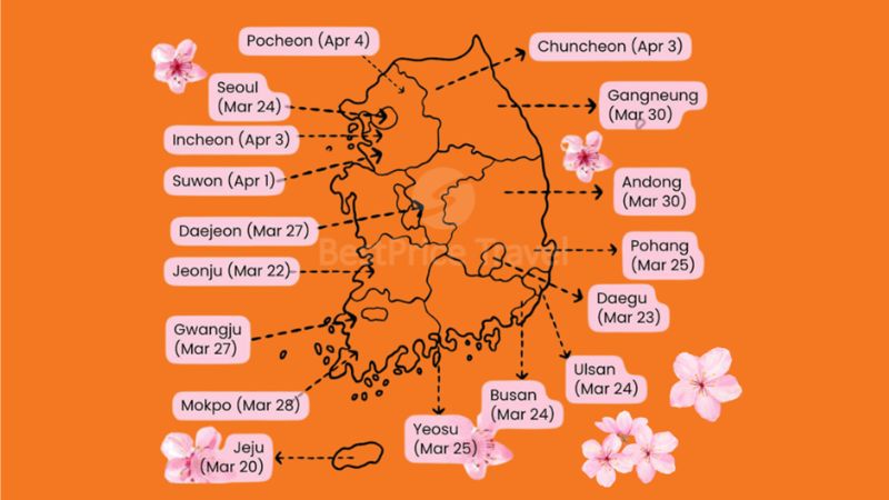 Lịch ngắm hoa anh đào Hàn Quốc 2024