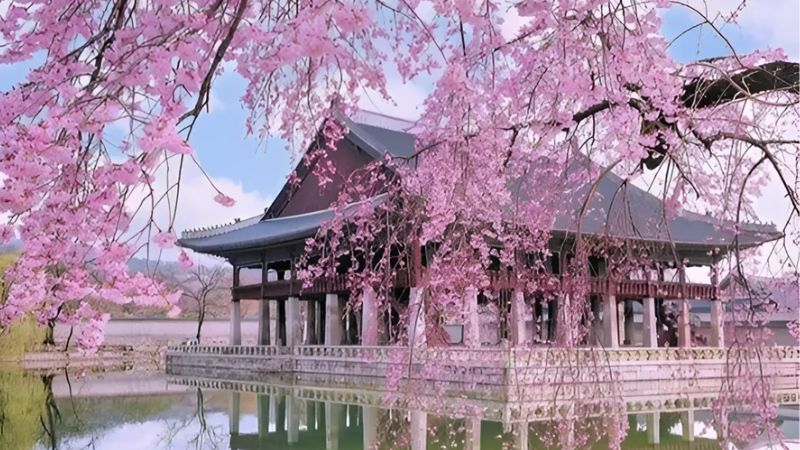 Mùa hoa anh đào Hàn Quốc đầy lãng mạn