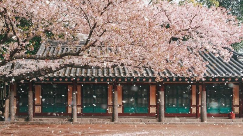 Mùa hoa anh đào Hàn Quốc rực rỡ trên đảo Jeju Hàn Quốc