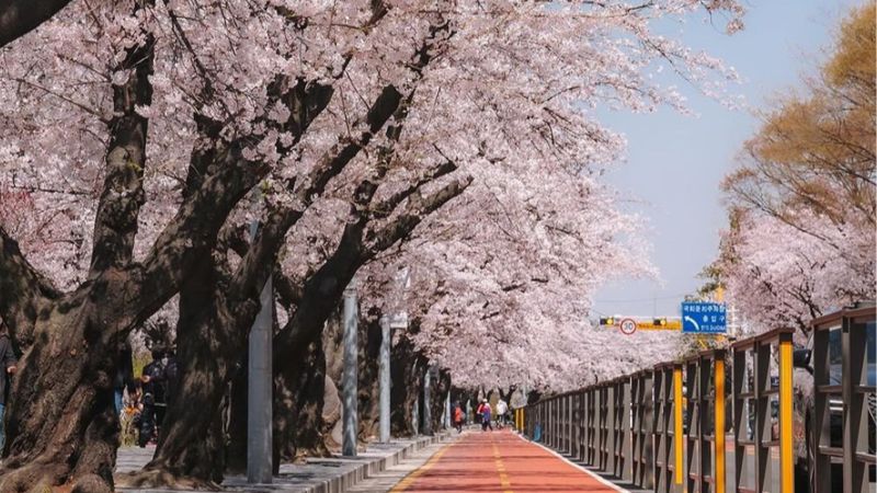 Lễ hội hoa anh đào Hàn Quốc lãng mạn và rực rỡ