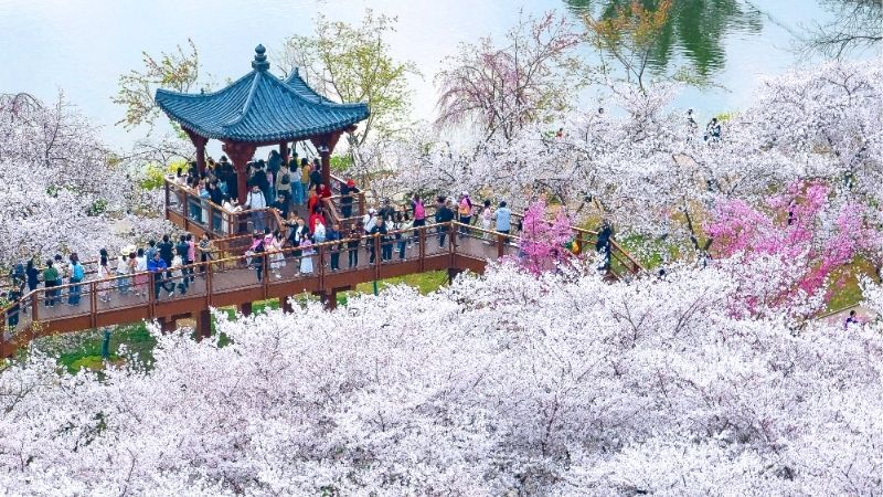 Ngắm lễ hội hoa anh đ&agrave;o rực rỡ ở Vũ H&aacute;n