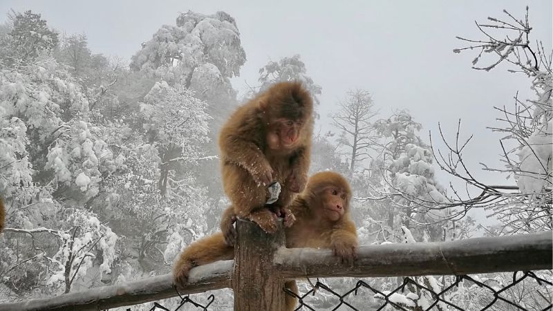 Khỉ sống tự nhi&ecirc;n ở khắp n&uacute;i Nga Mi