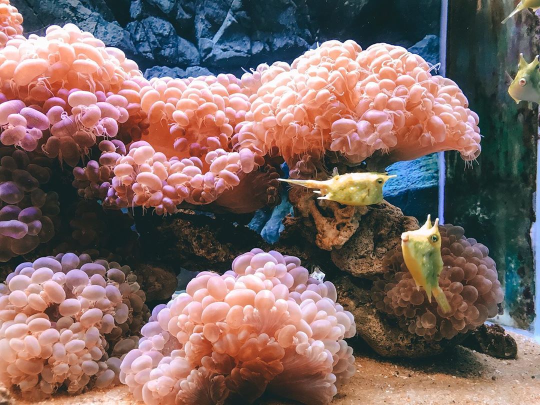 Kinh nghiệm đi Viện Hải dương học Nha Trang nên thăm khu trưng bày sinh vật biển trướ tiênc