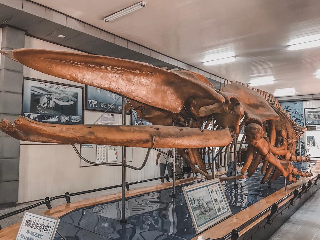 Khu có bộ xương hóa thạch trong Viện Hải dương học Nha Trang