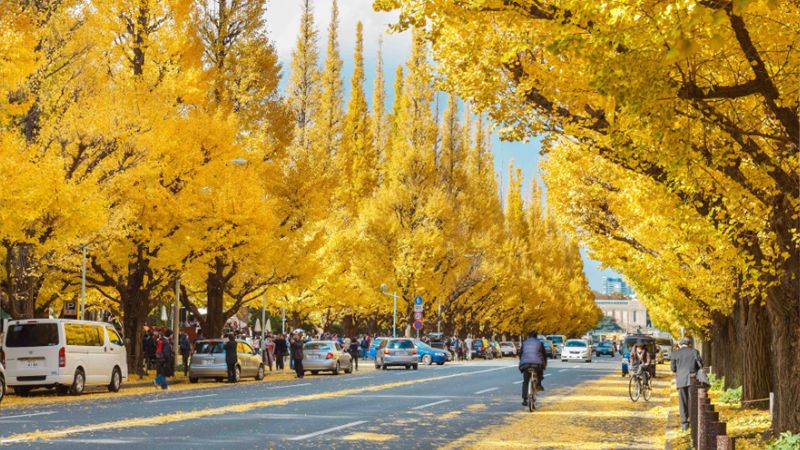 Du lịch Tokyo mùa thu lá đỏ, lá vàng