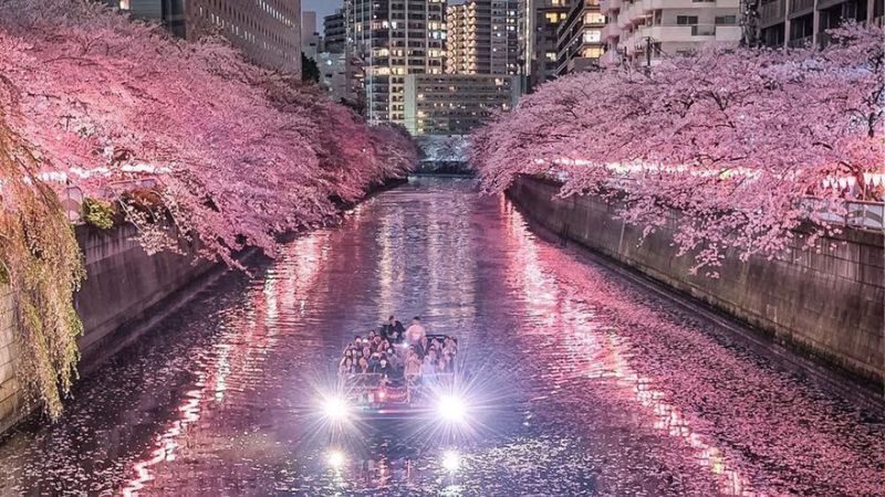 Du lịch Tokyo mùa hoa anh đào