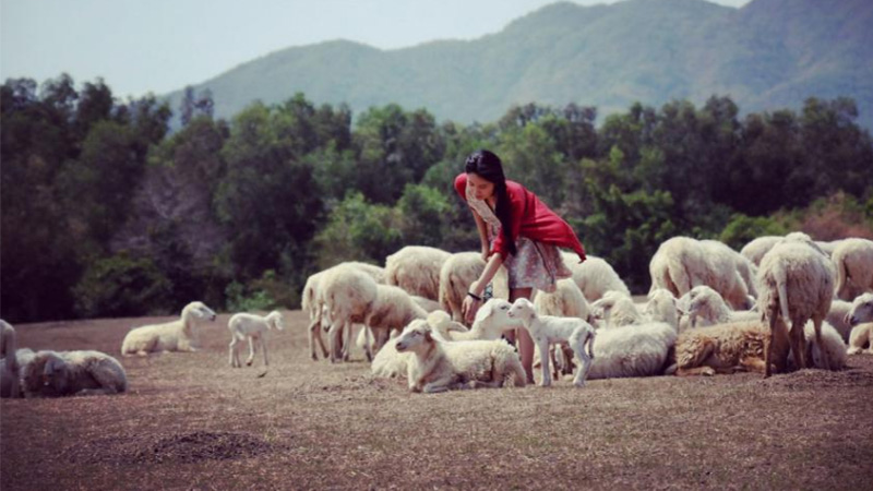 Trại cừu Đồng Lách thành phố Biên Hoà tỉnh Đồng Nai