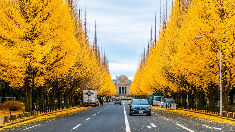Đại lộ Meiji Jingu Gaien rực rỡ sắc vàng của hàng cây ngân hạnh